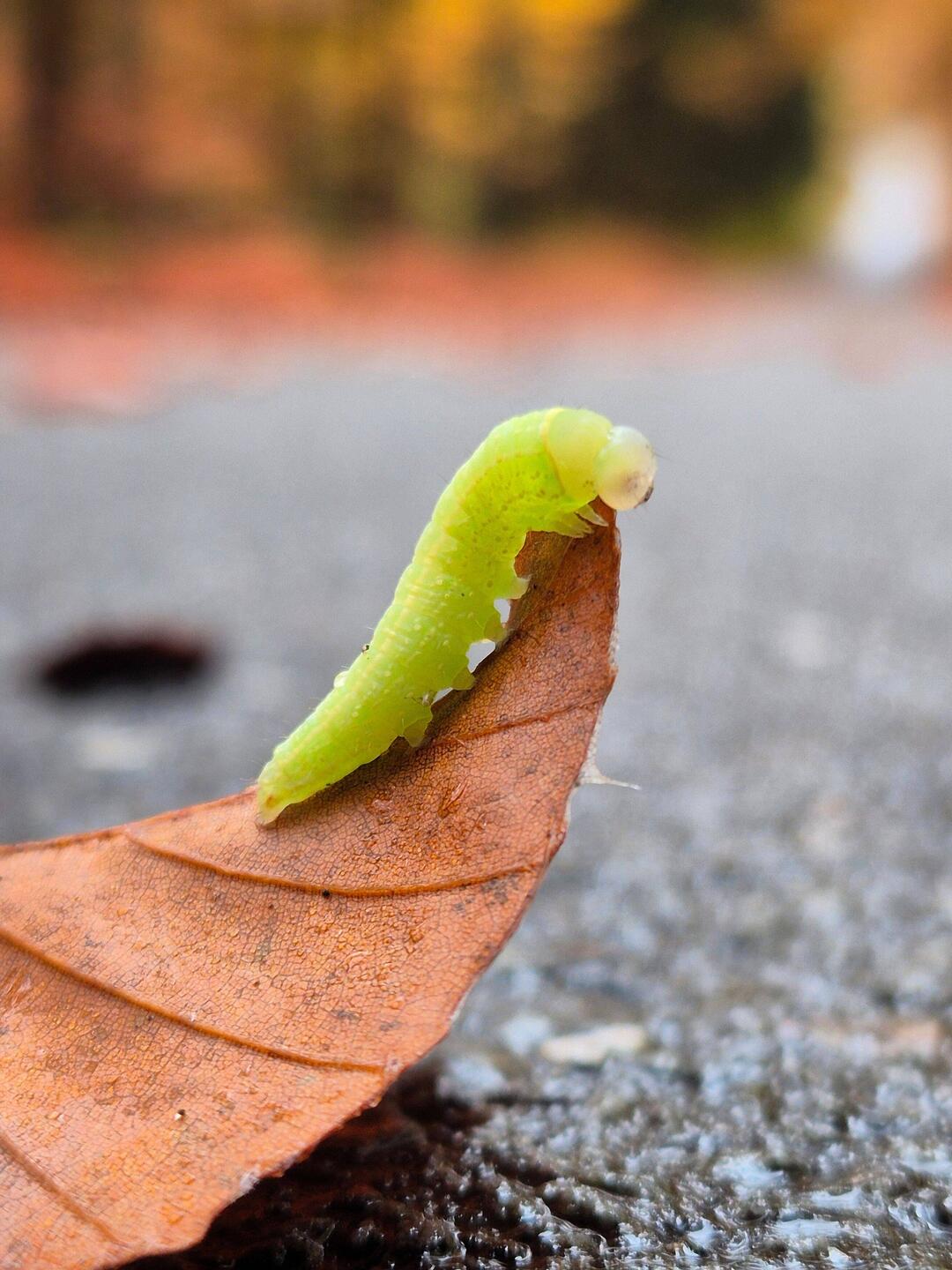 🐛
