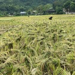 First stage of harvesting