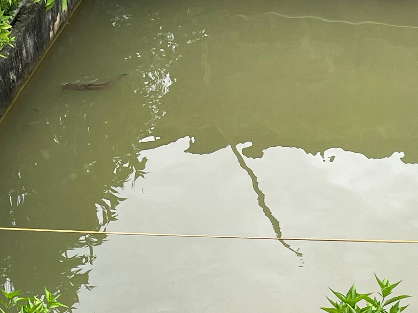 Fish pond behind our hotel