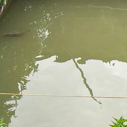 Fish pond behind our hotel