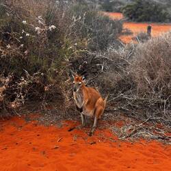 Wallaby