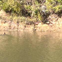 Another one. He went straight up that bank and into the bush like a kangaroo.