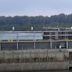 Herons huddle like old grandfathers at a football match