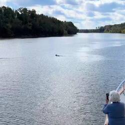 A video and a photo to show what's wet behind the deers...