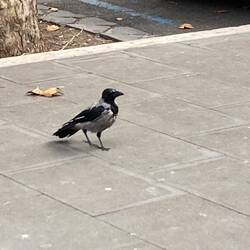 A Roman crow--oh so intelligent!