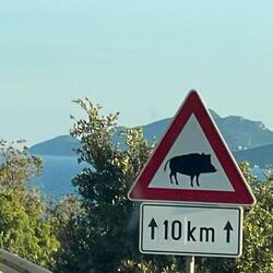 Achtung Wildschweine! 🐷