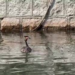 Waterfowl in the small boat harbor ... Isola dei Pescatori ... Borromean Islands — Stresa, Italy.
