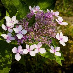 Lacecap hydrangea ... Isola dei Pescatori ... Borromean Islands — Stresa, Italy.