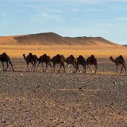 Mit dem Auto getrieben müssen die Kamele etwas schneller laufen 😉