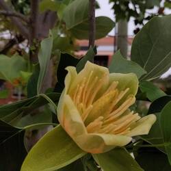 Geweldig, he. Amerikaanse tulpenboom