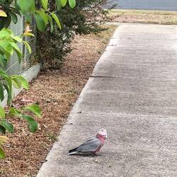 Galah