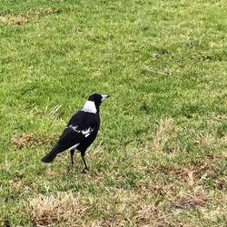 Magpie