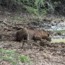 Chello quenching his thirst.