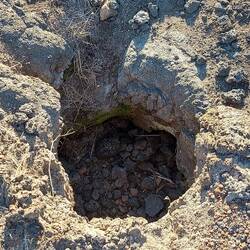 Wenn Bäume Lava zum Erkalten bringen bevor Sie verbrennen.