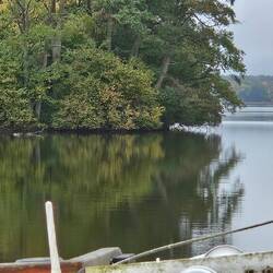 Schnäpelnde Schwäne