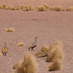 Puna Tinamou