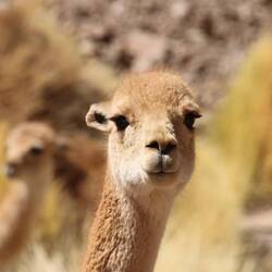 Vicuñas