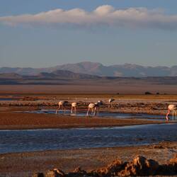 Laguna Carachi Pampa