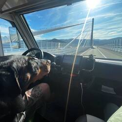 ..Lesley ist sehr beeindruckt von der Brücke 🐾🥰