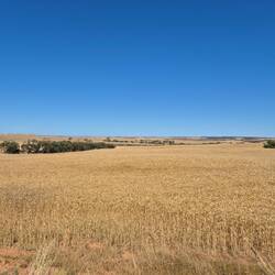 Bis zum Horizont Getreidefelder