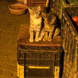 Once again the ally ways belong to the cats