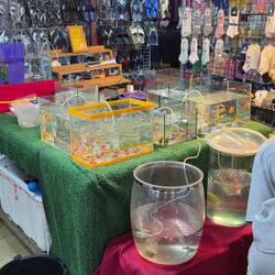 Fische fürs Aquarium