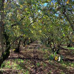 Hazelnut orchard