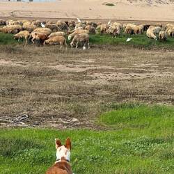 Schön aufpassen dass kein Wolf kommt