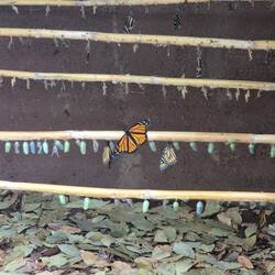 ganz viele Schmetterlingseier