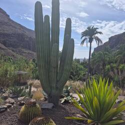 Riesige Kakteen 😱