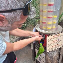 ein ungeduldiger Lori s haut selbst was da bei der Futtermaschine hat