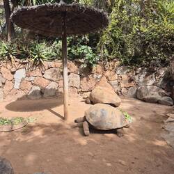 Riesenschildis, immer wieder beeindruckend