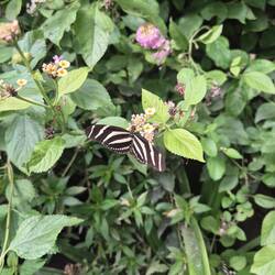 und schöne Schmetterlinge