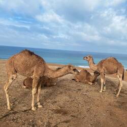 Moroccan camels - called dromedaries - have only 1 hump