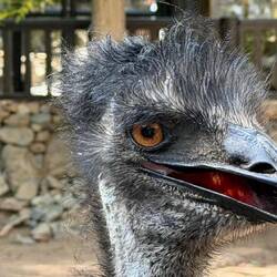hallo Emu