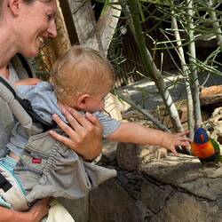 Ich will den Lori streicheln