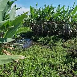 Auf Anakonda-Suche, aber nicht von den Kaimanen beißen lassen