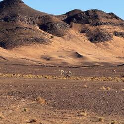 ... immer wieder mal Kamele.