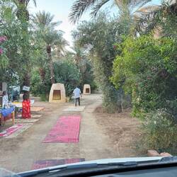 Campingplatz unter Dattelpalmen - wir werden auf roten Teppichen empfangen