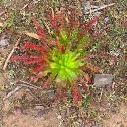 Bin so fasziniert von diesen Pflanzen, sehen aus wie Plastilkorallen