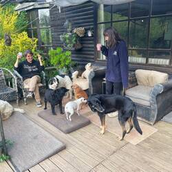 Daniela, die Hunde und ich