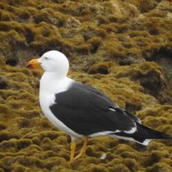 Pacific gull