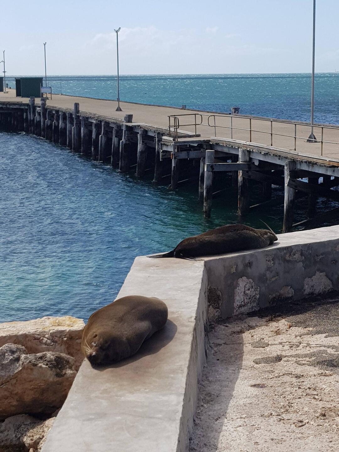 Edithburgh jetty and seals