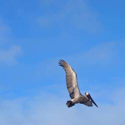 The pelicans here have to work for their food. Some impressive dive bombing.