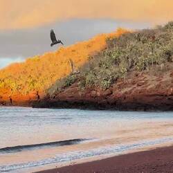They don't even care if you are swimming next to the fish