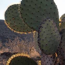 And were careful to avoid the cacti that are everywhere