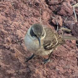 I think this is a Darwin finch