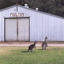 De kangoeroes zwaaien ons uit