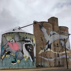 In Tungamah. Een kukaboora en een galah en brolga's