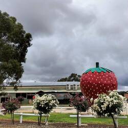 Onderweg bij Bagoora was ook een Aardbeien-Jan ( of John?)